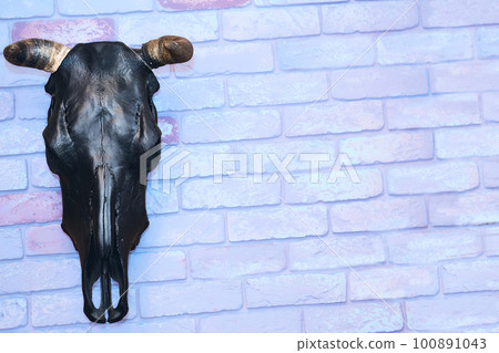 Black stuffed bull head with horns on a blue pink brick wall Black stuffed bull head with horns on a blue pink brick wall 100891043
