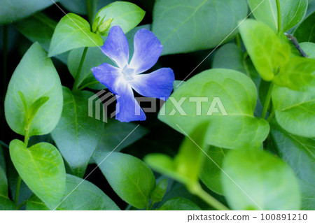 Close-up photo of purple periwinkle petals Close-up photo of purple periwinkle petals 100891210