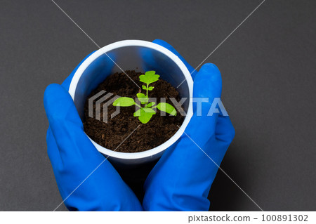Close up hands of gardener holding green tomato seedling. 100891302