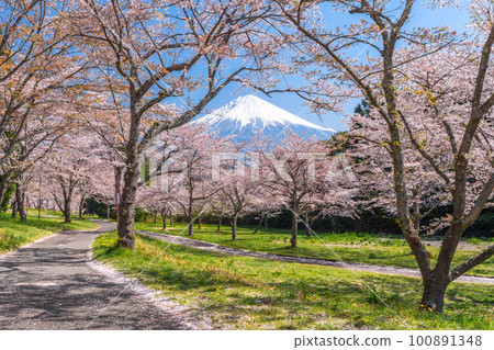 Mount Fuji and cherry blossoms, Taisekiji, cherry blossom storm, cherry blossom road 100891348