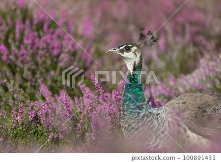 Close up of a colourful Peahen in pink heather Close up of a colourful Peahen in pink heather 100891431