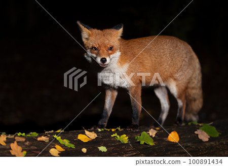 Close up of a Red fox in autumn at night 100891434