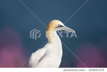 Close up of a Northern gannet in pink heather Close up of a Northern gannet in pink heather 100891435