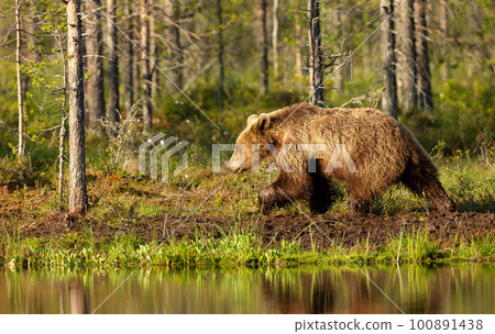 Eurasian Brown bear walking by a pond in the forest Eurasian Brown bear walking by a pond in the forest 100891438