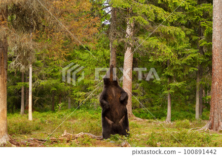 Eurasian Brown bear standing on its rear legs and scratching back against tree 100891442