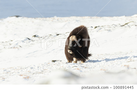 Musk Ox in Dovrefjell mountains in winter 100891445