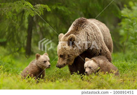 Mama bear and her cute cubs in a forest Mama bear and her cute cubs in a forest 100891451