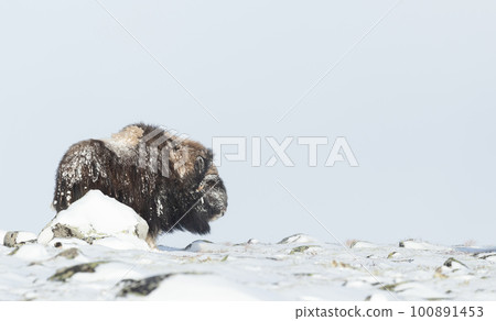 Musk Ox in Dovrefjell mountains in winter 100891453