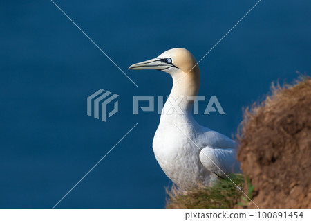 Close up of a Northern gannet sitting on nest Close up of a Northern gannet sitting on nest 100891454