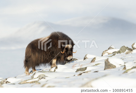 Musk Ox in Dovrefjell mountains in winter 100891455