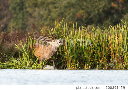 Red deer stag bellowing in water 100891459