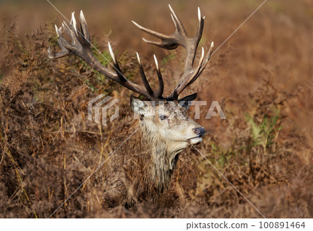Portrait of a Red deer in bracken during the rut in autumn 100891464