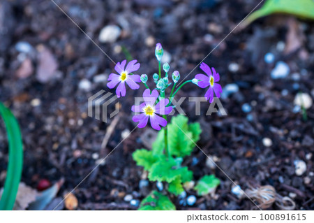 單獨開花在早春花壇的報春花 單獨開花在早春花壇的報春花 100891615