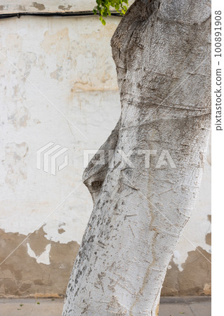 White tree trunk and an old house facade, Fuerteventura White tree trunk and an old house facade, Fuerteventura 100891908