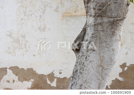 White tree trunk and an old house facade, Fuerteventura 100891909