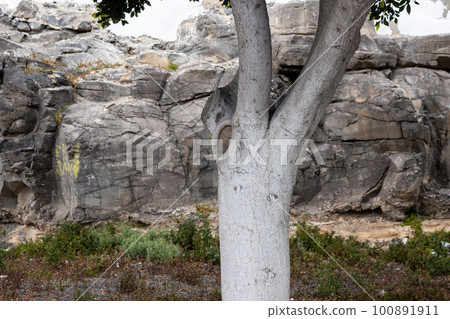 White tree trunk and a stone wall, Fuerteventura White tree trunk and a stone wall, Fuerteventura 100891911