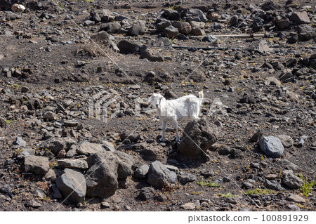White goat in Parque Natural Jandia, Fuerteventura White goat in Parque Natural Jandia, Fuerteventura 100891929
