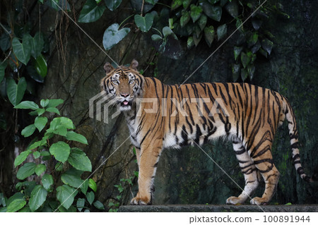 Close up Indochinese tiger is beautiful animal and dangerous in forest Close up Indochinese tiger is beautiful animal and dangerous in forest 100891944