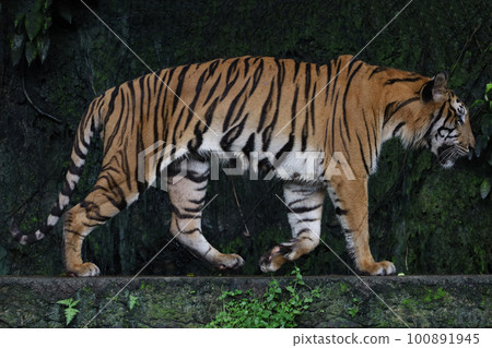 Close up Indochinese tiger is beautiful animal and dangerous in forest Close up Indochinese tiger is beautiful animal and dangerous in forest 100891945