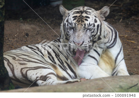 Close up white tiger is sit down and rest on floor Close up white tiger is sit down and rest on floor 100891948