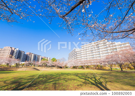 郊區住宅區,大公寓和櫻花景觀 郊區住宅區,大公寓和櫻花景觀 100892003