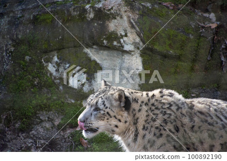 Snow leopard 100892190