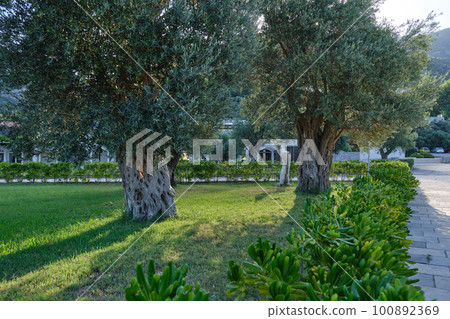 Public park near Sveti Stefan beach in Montenegro. Summer sunny day. Public park near Sveti Stefan beach in Montenegro. Summer sunny day. 100892369