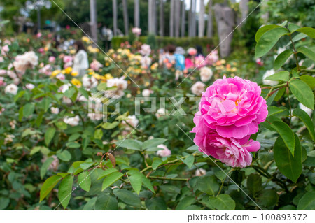 玫瑰花 100893372
