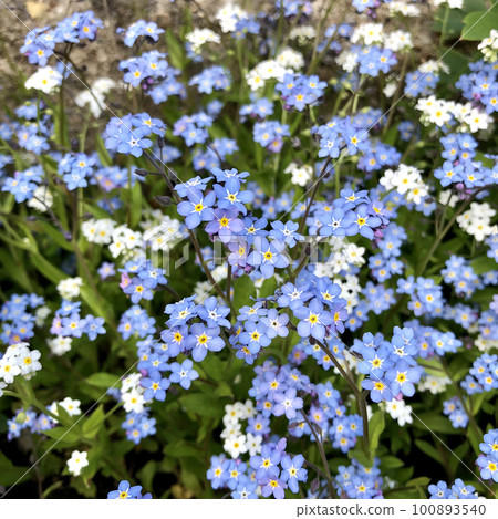 Spring flowers. Forget-me-not flowers blooming in a garden, top view 100893540