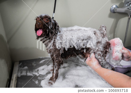 Woman shampooing brown mini poodle in grooming salon. Woman shampooing brown mini poodle in grooming salon. 100893718