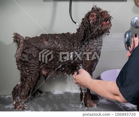 Woman washing brown mini poodle in grooming salon. Woman washing brown mini poodle in grooming salon. 100893720