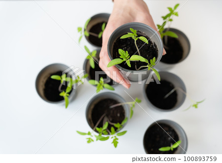 A plastic cup with soil in which young green tomatoes are placed for seedlings. Young seedlings in the hands of a woman against the background of other glasses. 100893759