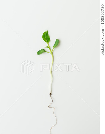 Small pepper seedling, green seedling isolated on white background pulled from the ground. Preparation for disembarkation. 100893780