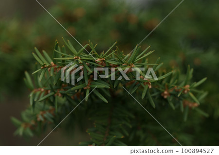 Close up yew tree photo 100894527