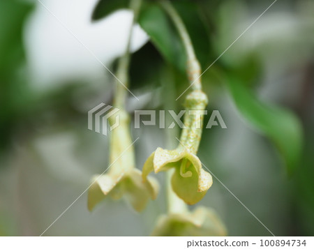 Cute gummy flowers bloom in full bloom 100894734