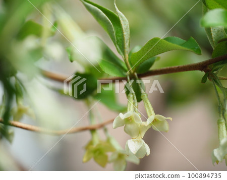 Cute gummy flowers bloom in full bloom 100894735