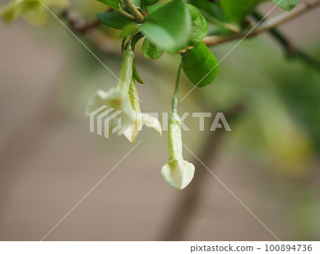 Cute gummy flowers bloom in full bloom 100894736