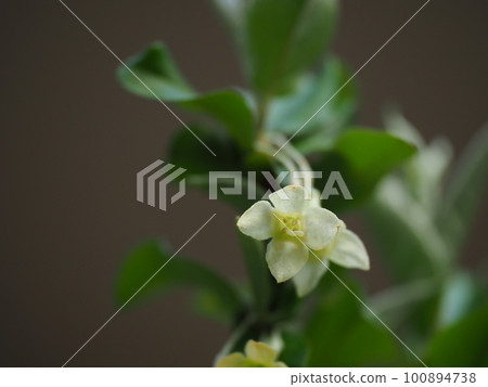 Cute gummy flowers bloom in full bloom 100894738