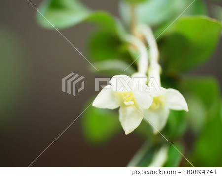 Cute gummy flowers bloom in full bloom 100894741