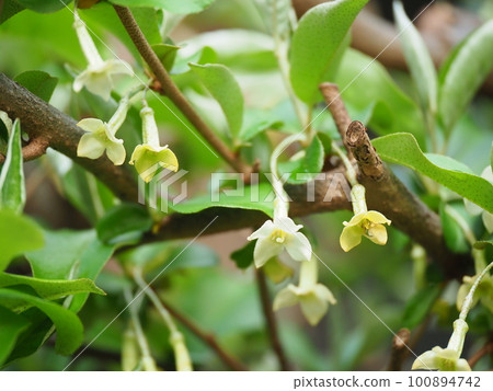 Cute gummy flowers bloom in full bloom Cute gummy flowers bloom in full bloom 100894742