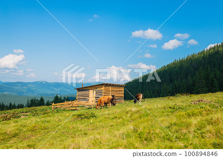 Cows in a mountain field. Carpathians, Ukraine 100894846