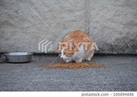 Arakawa Sakurasou Floodgate Cat eating food Arakawa Sakurasou Floodgate Cat eating food 100894886