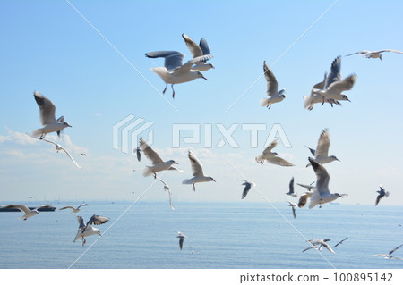 幕張花見川自行車路線45 一群海鷗 100895142