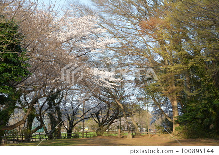 Minuma Dori Funabori Park Sakura 5 Bamboo forest and cherry blossoms Midori Ward, Saitama City 100895144