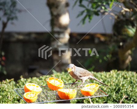 A brown-eared bulbul with pollen all over its face eats a mandarin orange 100895354