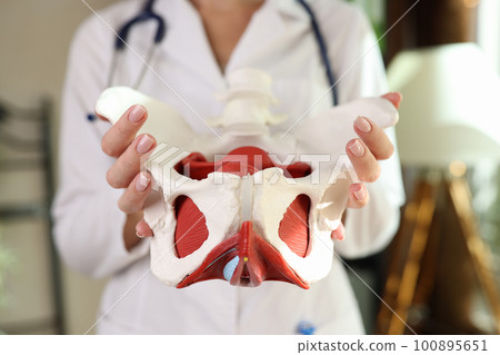 Gynecologist shows female pelvis with reproductive organs Gynecologist shows female pelvis with reproductive organs 100895651