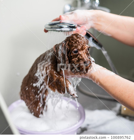 Woman shampooing brown mini toy poodle in grooming salon.  100895762