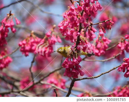 White-eye sucking nectar from Kanhizakura that blooms downwards White-eye sucking nectar from Kanhizakura that blooms downwards 100895785