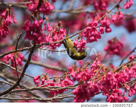 White-eye sucking nectar from Kanhizakura that blooms downwards White-eye sucking nectar from Kanhizakura that blooms downwards 100895787