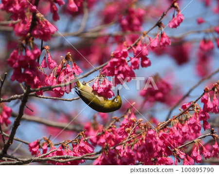 White-eye sucking nectar from Kanhizakura that blooms downwards White-eye sucking nectar from Kanhizakura that blooms downwards 100895790